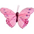 Picture for category Butterflies & Birds