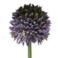 Picture for category Allium