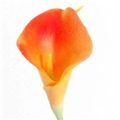 Picture for category Calla Lily
