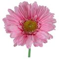 Picture for category Gerbera