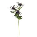 Picture for category Eryngium (Sea Holly)
