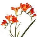 Picture for category Freesia