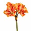 Picture for category Amaryllis