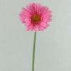 Picture of SINGLE GERBERA 21 INCH PINK