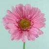 Picture of SINGLE GERBERA 21 INCH PINK