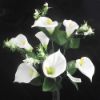 Picture of 34cm CALLA LILY BUSH WITH GYP CREAM