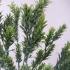 Picture of PLASTIC SWEET OSMANTHUS LEAF BUSH GREEN