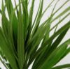 Picture of 35cm FLOCKED SWORD GRASS BUSH GREEN