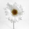 Picture of SINGLE GERBERA 21 INCH WHITE