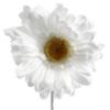 Picture of SINGLE GERBERA 21 INCH WHITE