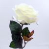 Picture of SINGLE SWEET OPEN ROSE WHITE