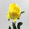 Picture of 66cm SINGLE PERFECT ROSEBUD YELLOW