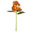 Picture of 38cm BUDDING HYDRANGEA SPRAY ORANGE