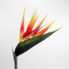 Picture of 90cm BIRD OF PARADISE ORANGE