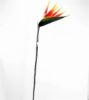 Picture of 90cm BIRD OF PARADISE ORANGE