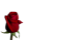 Picture of GREETING CARDS X 50 (NO MESSAGE) SINGLE ROSEBUD RED