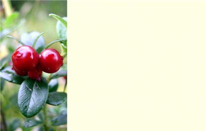 Picture of GREETING CARDS X 50 (NO MESSAGE) BERRIES RED