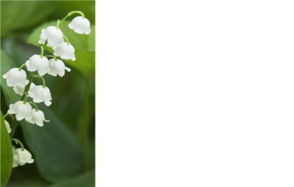 Picture of GREETING CARDS X 50 (NO MESSAGE) LILY OF THE VALLEY
