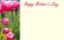 Picture of GREETING CARDS X 50 HAPPY MOTHERS DAY - TULIPS PINK
