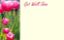 Picture of GREETING CARDS X 50 GET WELL SOON - TULIPS PINK