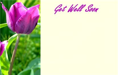 Picture of GREETING CARDS X 50 GET WELL SOON - TULIP PINK