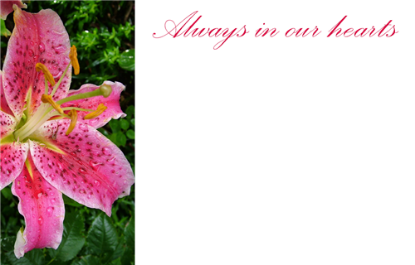 Picture of GREETING CARDS X 50 ALWAYS IN OUR HEARTS - LILY PINK