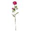 Picture of 70cm RANUNCULUS SPRAY DARK PINK