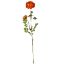 Picture of 70cm RANUNCULUS SPRAY ORANGE