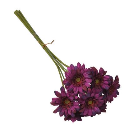 Picture of 47cm MINI GERBERA BUNDLE (7 STEMS) PURPLE