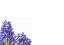 Picture of LARGE GREETING CARDS X 12 (NO MESSAGE) LILAC FLOWERS