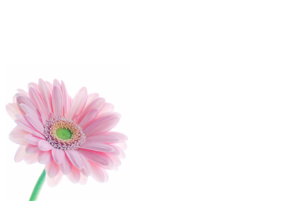 Picture of LARGE GREETING CARDS X 12 (NO MESSAGE) PINK GERBERA
