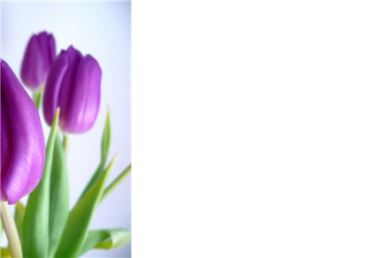 Picture of LARGE GREETING CARDS X 12 (NO MESSAGE) PURPLE TULIPS