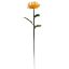 Picture of 75cm PROTEA YELLOW