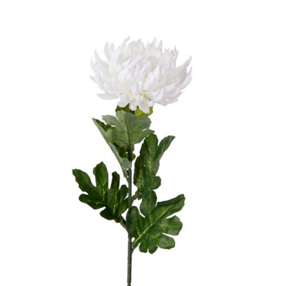 Picture of SINGLE LARGE CHRYSANTHEMUM IVORY