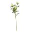 Picture of 67cm ERYNGIUM (SEA HOLLY) SPRAY IVORY