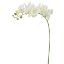 Picture of 101cm PHALAENOPSIS ORCHID SPRAY WHITE/GREEN