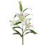 Picture of 102cm GIANT TIGER LILY SPRAY CREAM X 12pcs (KNOCK DOWN PACKAGING - HEADS SUPPLIED LOOSE)