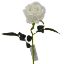 Picture of 52cm SINGLE LARGE VELVET TOUCH OPEN ROSE IVORY