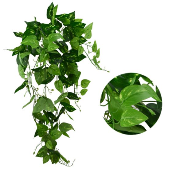 Picture of 95cm LARGE TRAILING POTHOS BUSH GREEN