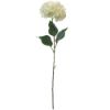 Picture of GIANT SINGLE HYDRANGEA IVORY