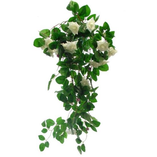 Picture of TRAILING MINI ROSE BUSH IVORY