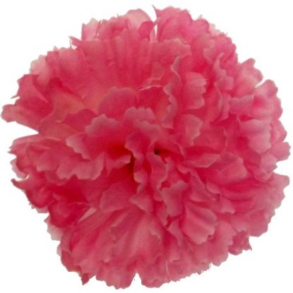 Picture of CARNATION PICK PINK X 144pcs (IN POLYBAG)