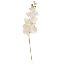 Picture of 100cm LUXURY PHALAENOPSIS ORCHID SPRAY IVORY