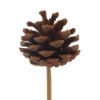 Picture of 4-6cm PINE CONE ON 50cm WOODEN STICK NATURAL x 6pcs