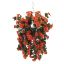 Picture of 10 INCH NASTURTIUM HANGING BASKET ORANGE X 12pcs