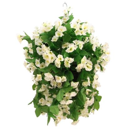 Picture of 10 INCH MORNING GLORY HANGING BASKET IVORY X 12pcs