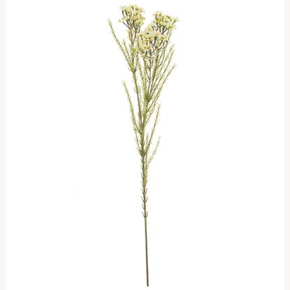 Picture of 79cm WAXFLOWER SPRAY DRY COLOUR CREAM