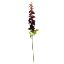 Picture of 79cm DELPHINIUM SPRAY DRY COLOUR BURGUNDY