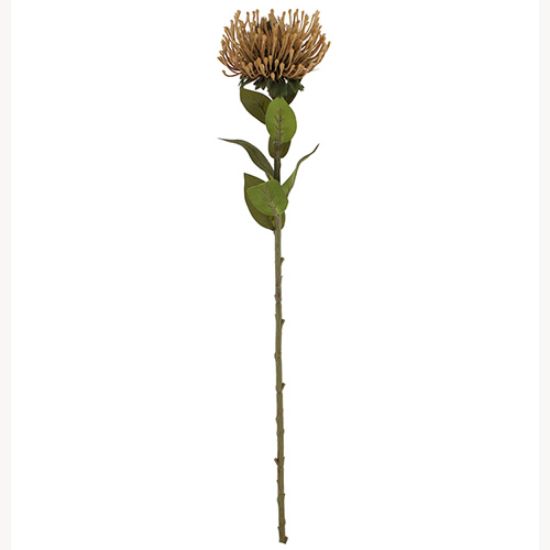 Picture of 73cm PROTEA DRY COLOUR BROWN