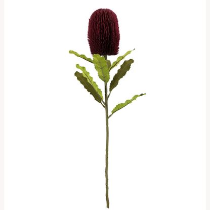 Picture of 65cm LARGE BANKSIA DRY COLOUR BURGUNDY